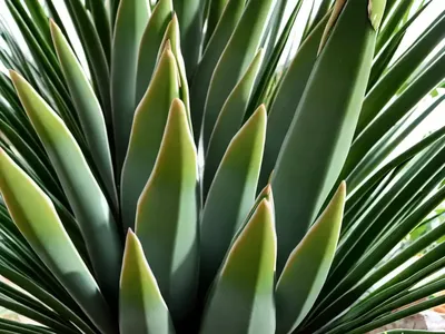 Screw Pine (Pandanus Tectorius ‘Veitchii’)