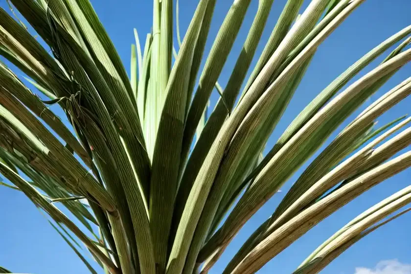Screw pines (pandanus) — photo 2