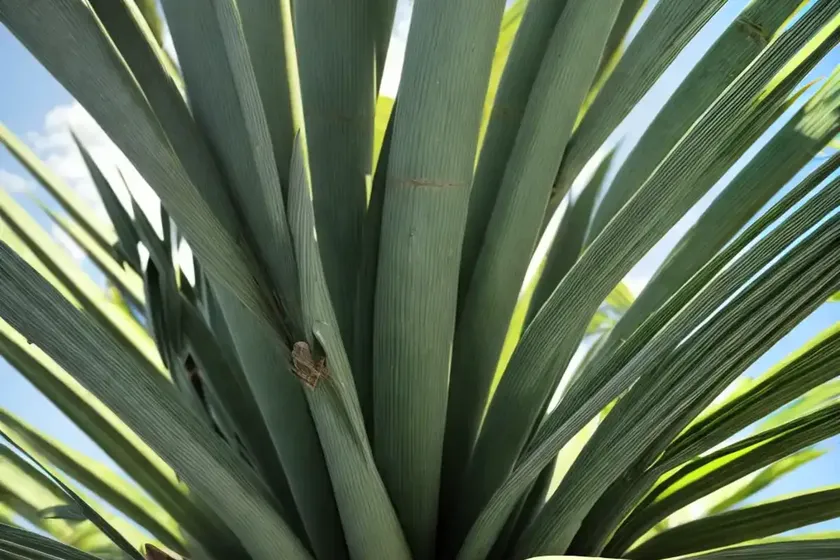Screw pines (pandanus) — photo 3