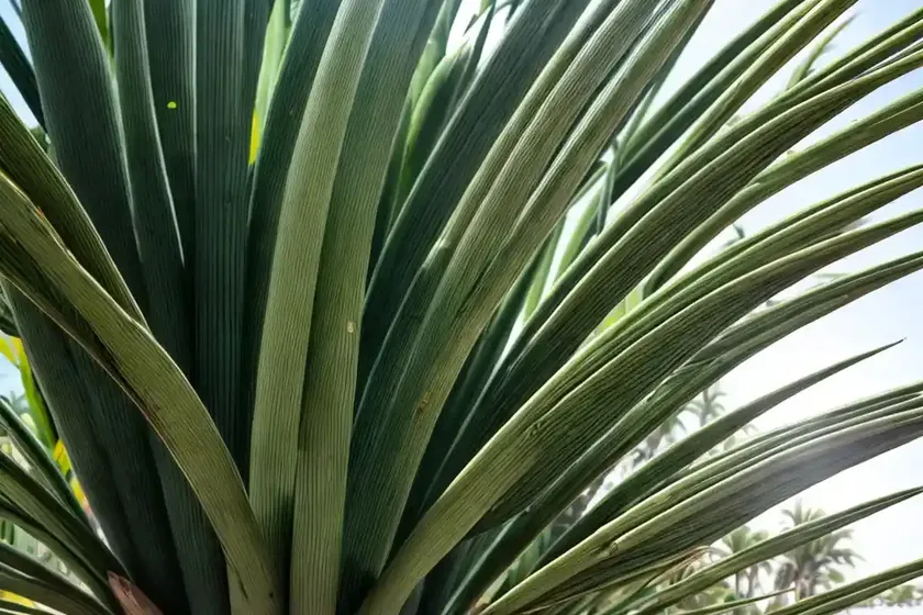 Screw pines (pandanus)