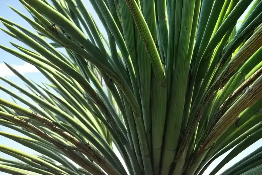 Screwpine (pandanus utilis) — photo 2