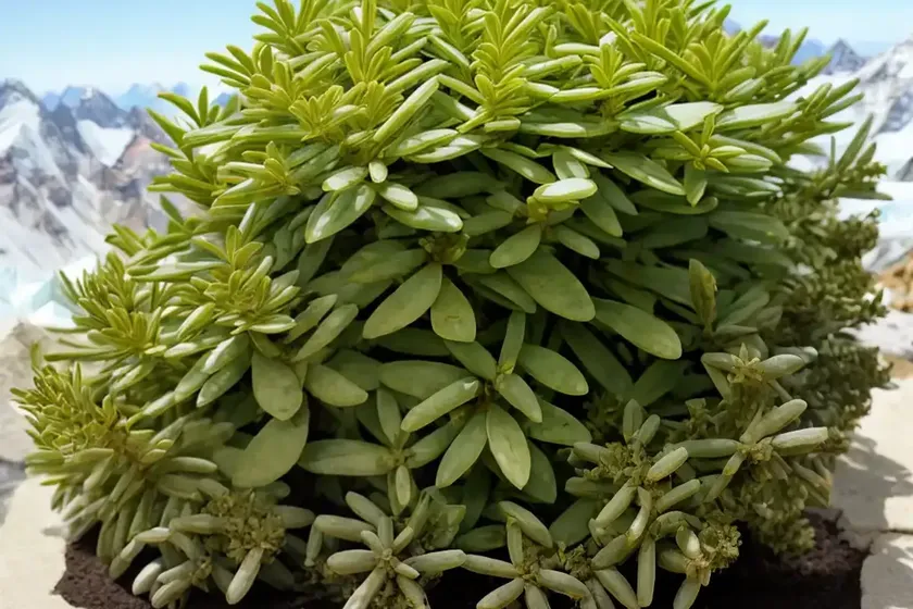 Scyscraper senecio (curio ficoides “curio mount everest”) — photo 3