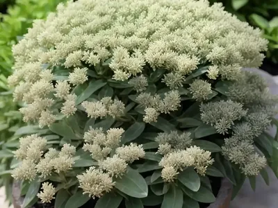 Scyscraper Senecio (Curio Ficoides “curio Mount Everest”)