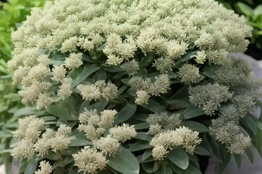 Scyscraper senecio (curio ficoides “curio mount everest”)