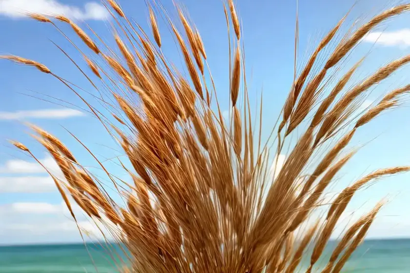 Sea barley (hordeum marinum) — photo 2