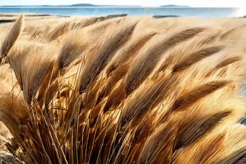 Sea barley (hordeum marinum) — photo 3