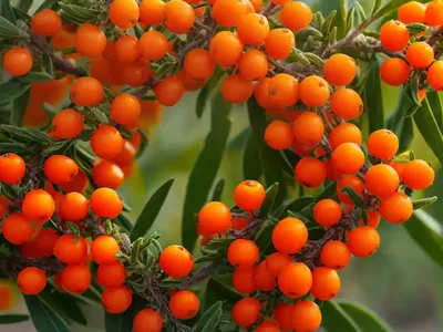 Sea Buckthorn (Hippophae Rhamnoides)