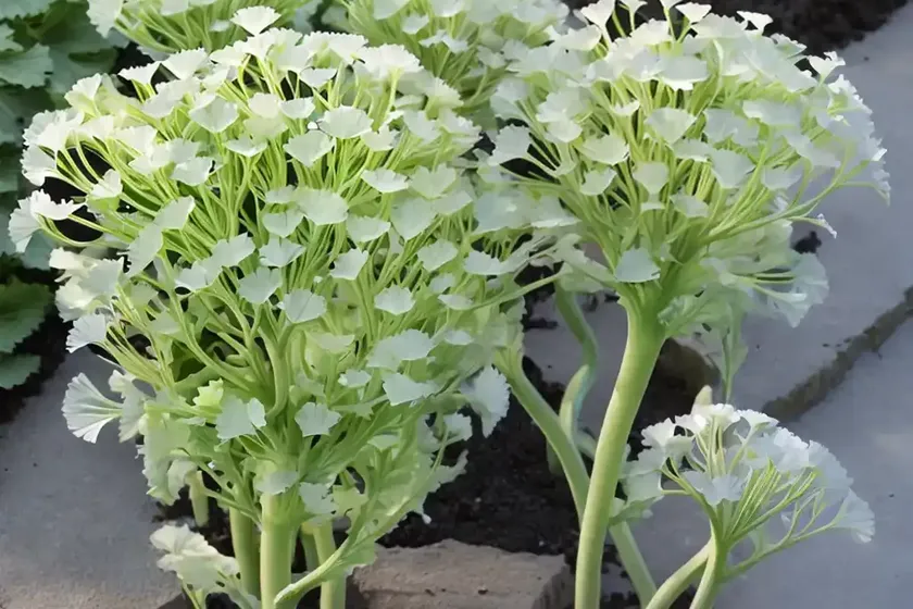 Sea kale (crambe maritima) — photo 2