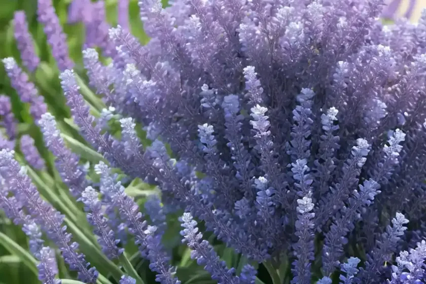 Sea lavender (goniolimon incanum ‘blue diamond’) — photo 3