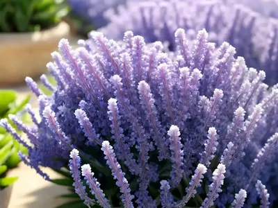 Sea Lavender (Goniolimon Incanum ‘Blue Diamond’)