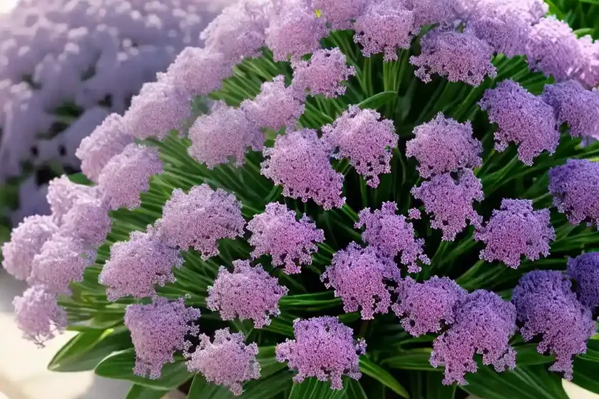 Sea lavender (limonium latifolium) — photo 2