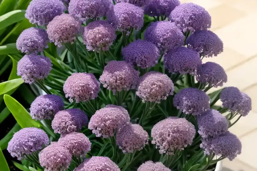 Sea lavender (limonium latifolium) — photo 3