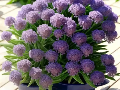 Sea Lavender (Limonium Latifolium)