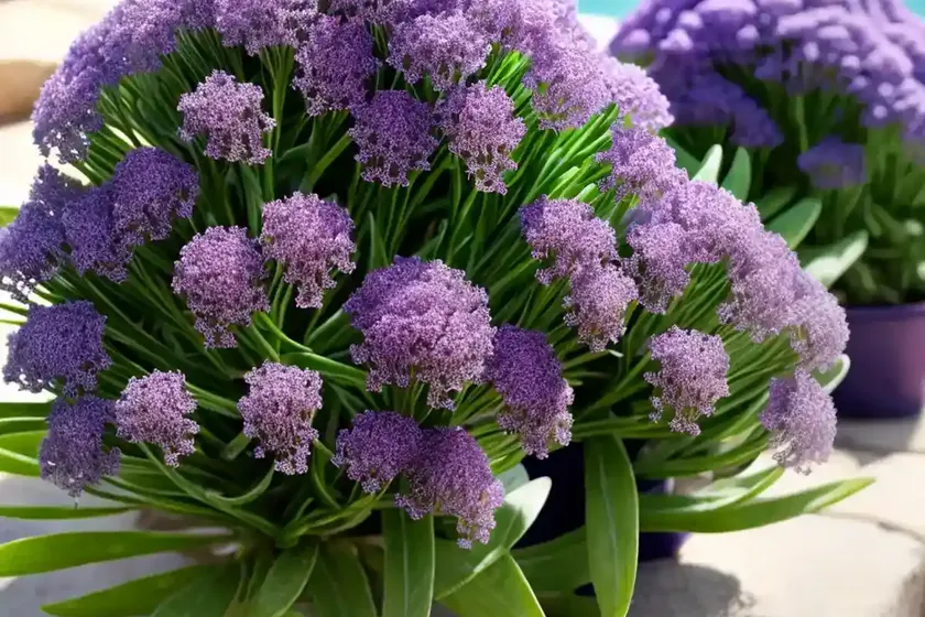 Sea lavender (limonium platyphyllum) — photo 2