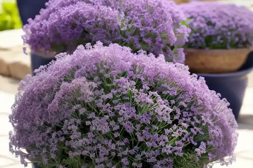 Sea lavender (limonium platyphyllum) — photo 3