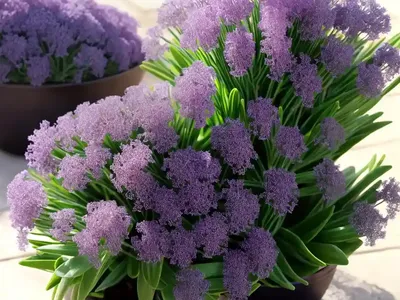 Sea Lavender (Limonium Platyphyllum)
