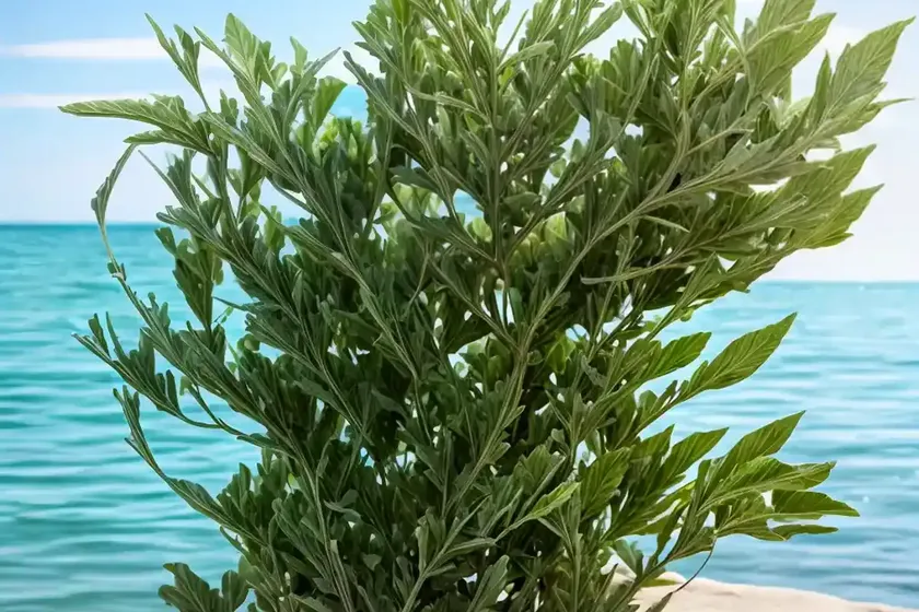 Sea orache (atriplex halimus) — photo 3