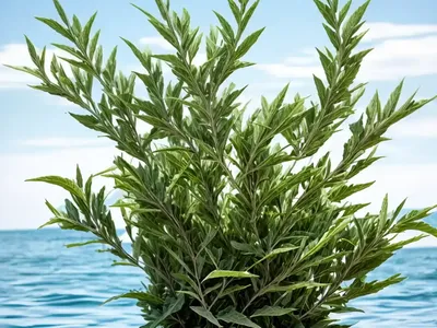 Sea Orache (Atriplex Halimus)
