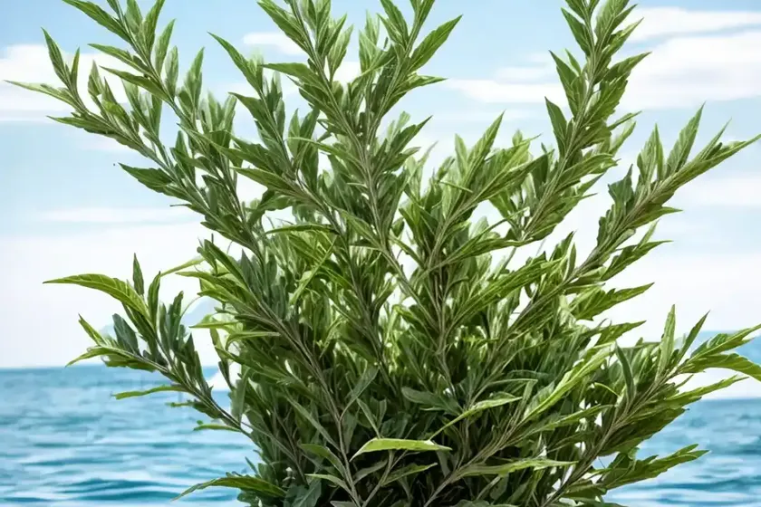 Sea orache (atriplex halimus)