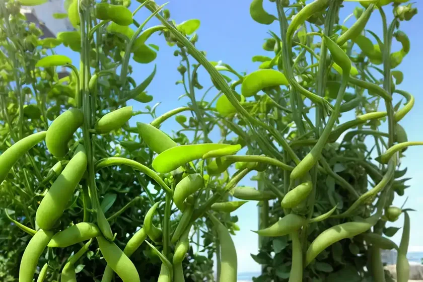 Sea pea (lathyrus japonicus) — photo 2