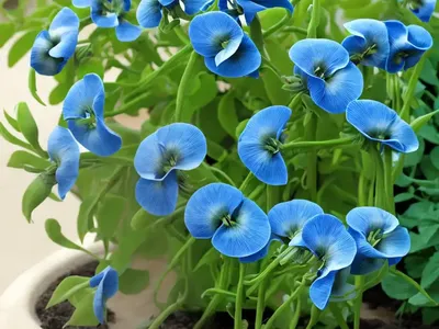 Sea Pea (Lathyrus Japonicus)