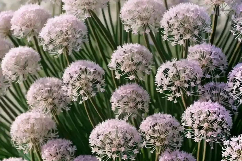 Sea thrift (armeria maritima) — photo 2