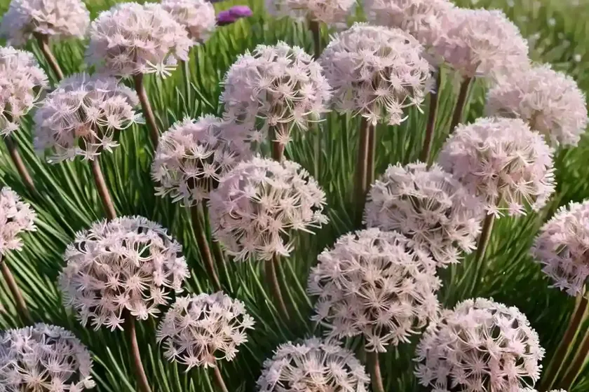 Sea thrift (armeria maritima) — photo 3
