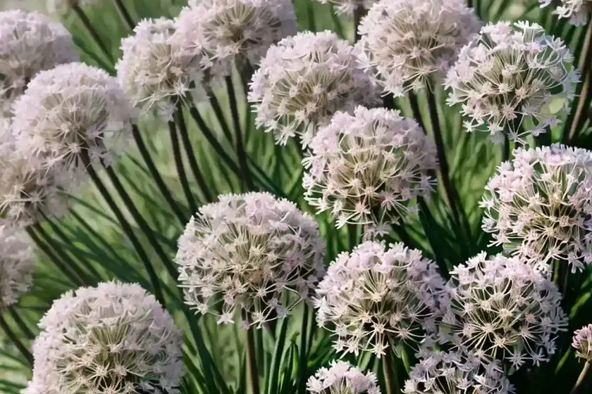 Sea thrift (armeria maritima) — photo 2
