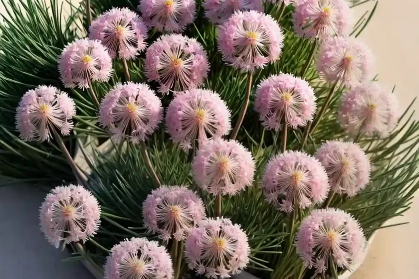Sea thrift (armeria maritima) — photo 3