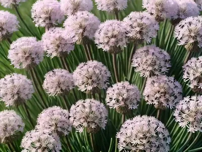Sea Thrift (Armeria Maritima)