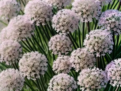 Sea Thrift (Armeria Maritima)
