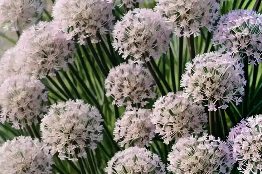 Sea thrift (armeria maritima)