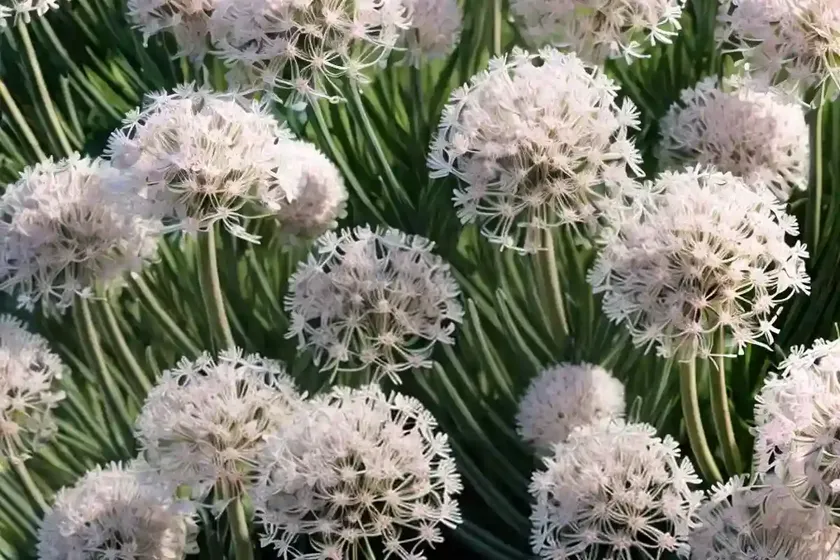 Sea thrift (armeria maritima ‘alba’) — photo 2