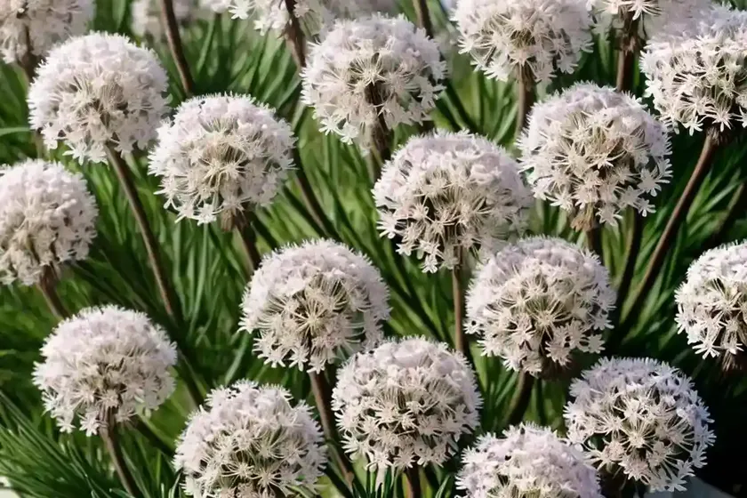 Sea thrift (armeria maritima ‘alba’) — photo 3