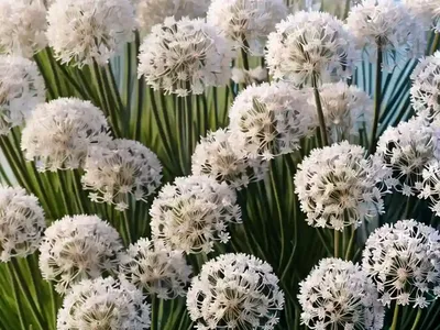 Sea Thrift (Armeria Maritima ‘Alba’)