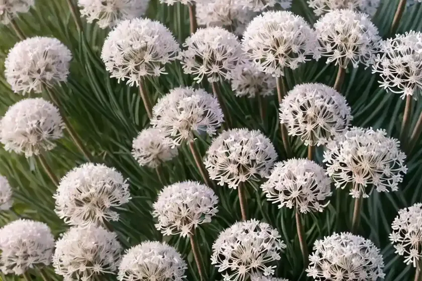Sea thrift (armeria maritima ‘morning star white’) — photo 2