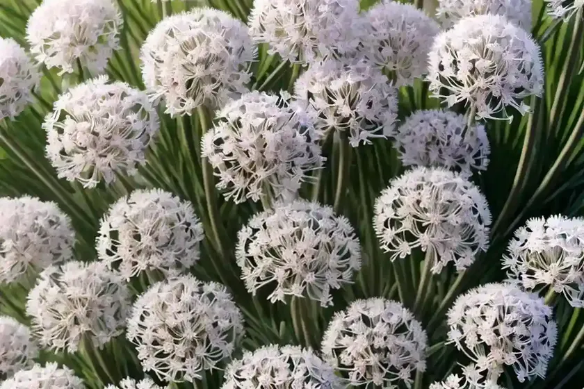 Sea thrift (armeria maritima ‘morning star white’) — photo 3