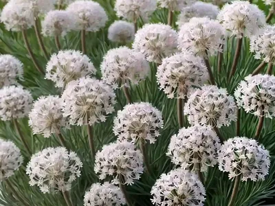 Sea Thrift (Armeria Maritima ‘Morning Star White’)