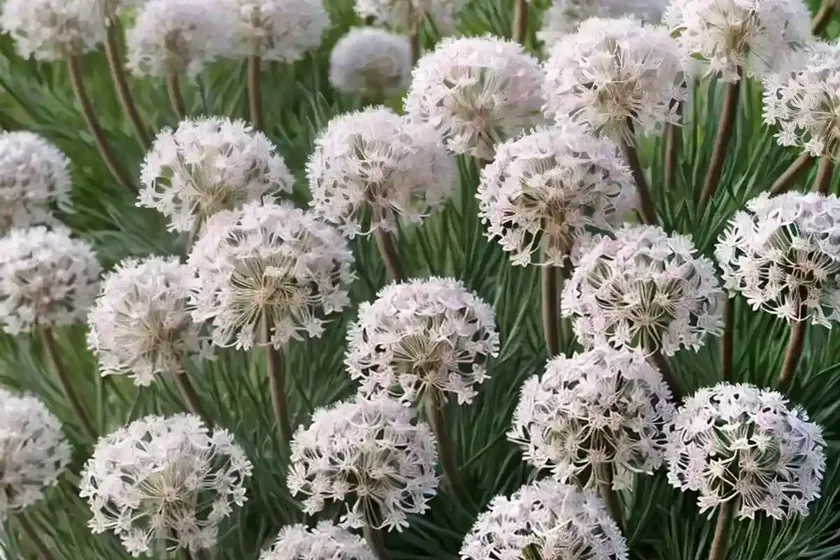 Sea thrift (armeria maritima ‘morning star white’)