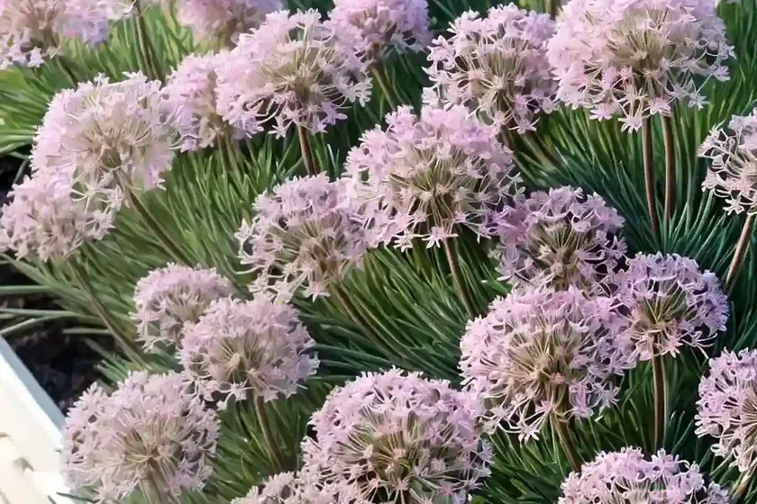 Sea thrift (armeria maritima ‘rubrifolia’) — photo 2