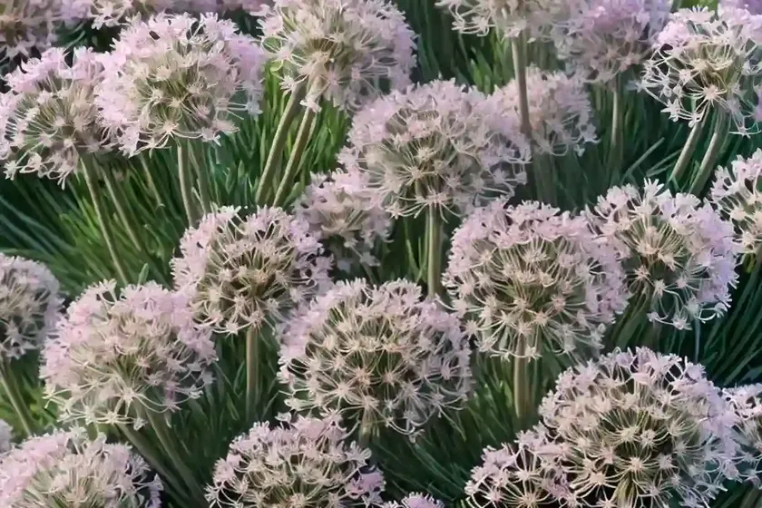Sea thrift (armeria maritima ‘rubrifolia’) — photo 3