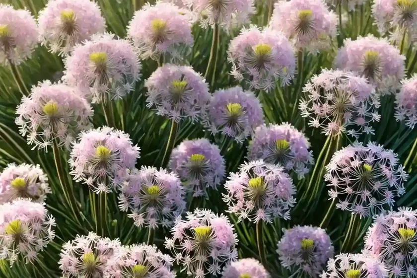 Sea thrift (armeria maritima ‘rubrifolia’)