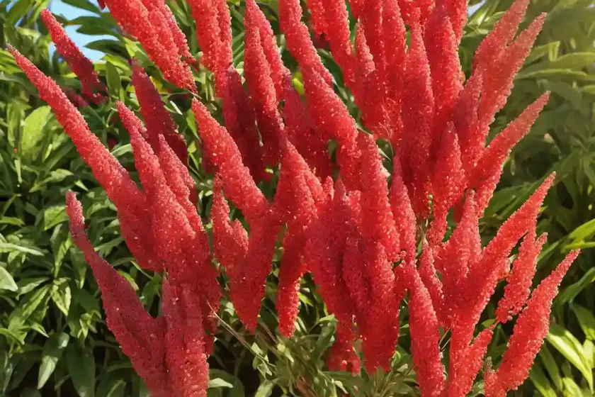 Searsia lancea (african sumac) — photo 2