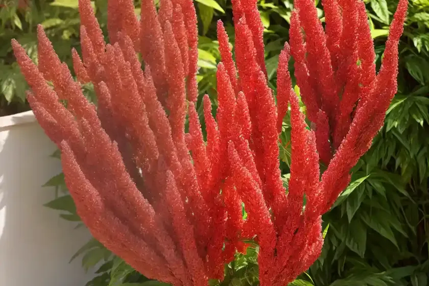 Searsia lancea (african sumac) — photo 3