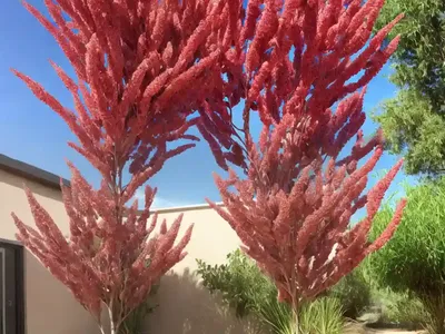 Searsia Lancea (African Sumac)
