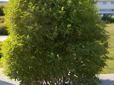 Seaside Alder (Alnus Maritima Subsp. Oklahomensis ‘September Sun’)