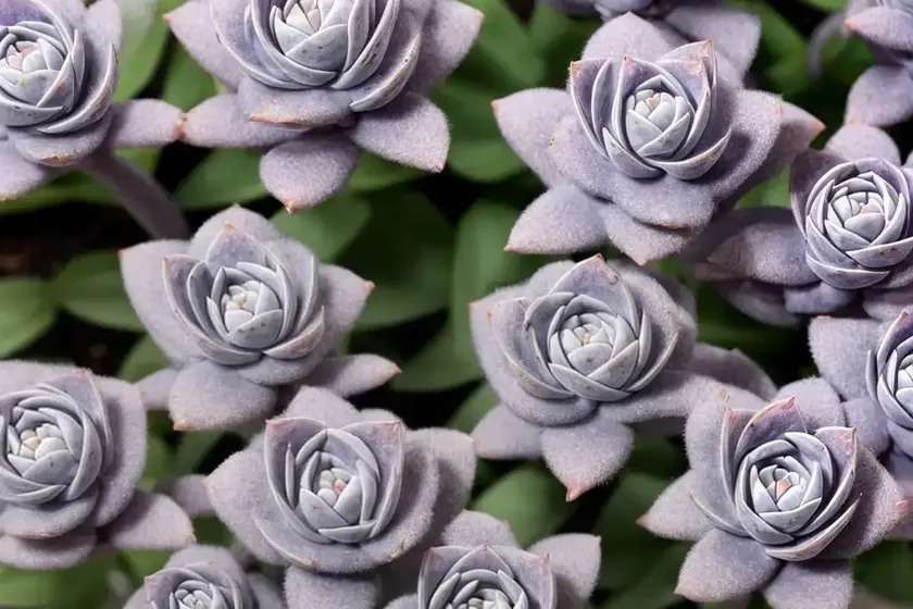 Sedeveria lilac mist’ (sedeveria ‘lilac mist’) — photo 3
