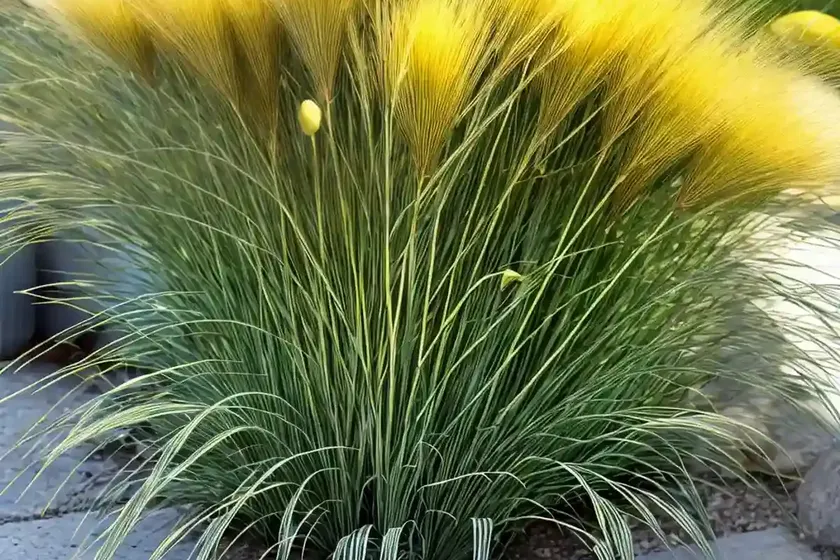 Sedge (carex siderosticha ‘lemon zest’) — photo 3