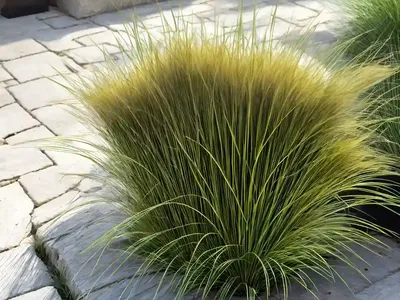 Sedge (Carex Siderosticha ‘Lemon Zest’)