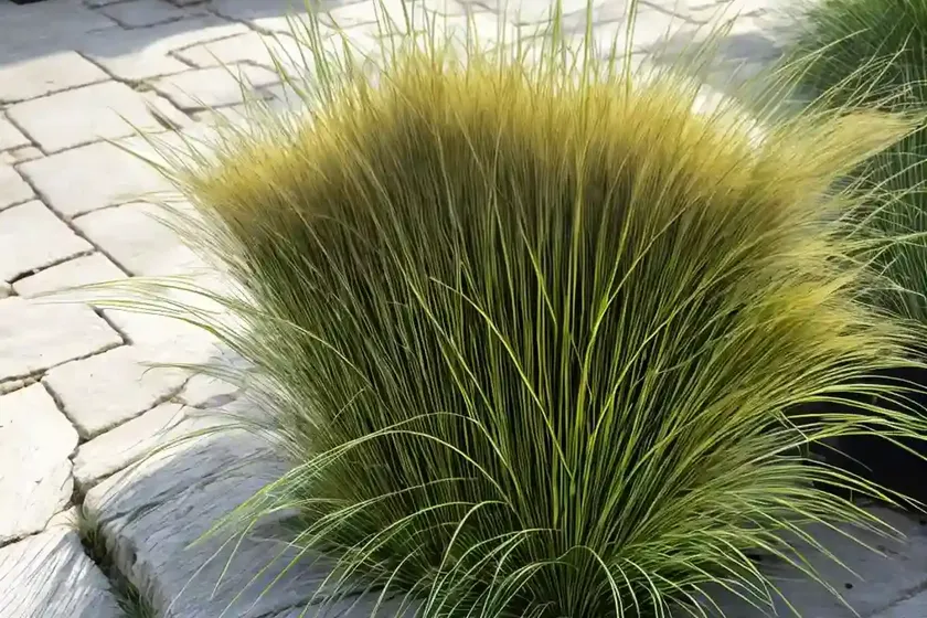 Sedge (carex siderosticha ‘lemon zest’)